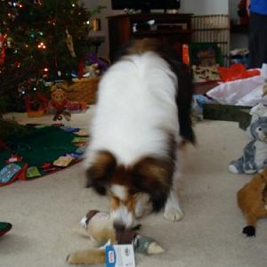 Bailey&squeakey duck