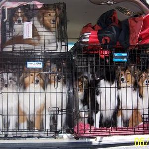 How many shelties can you get in a car? Answer 10. You can only see the top of the ruff of one.
