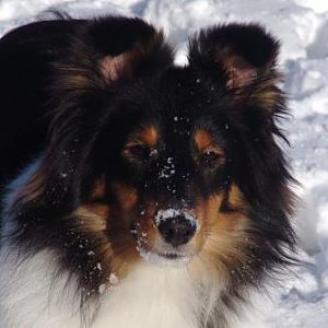 Snow dog