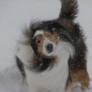 Does Bailey look like a whirlygig or what?