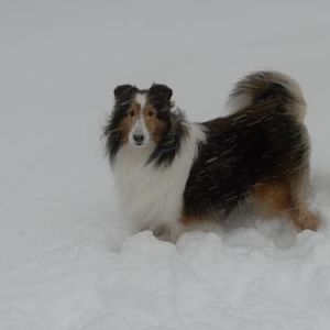 Bailey giving a pretty pose