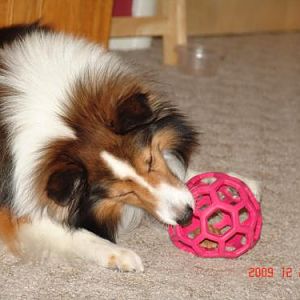 Favorite toy-a holy roller with a treat inside.