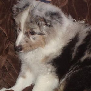 My pretty puppy :-)