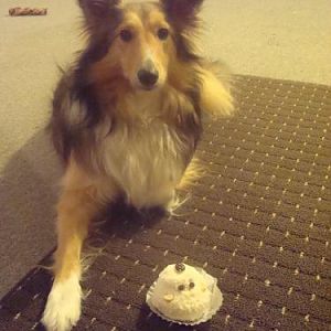 Toffee and the pupcake..
Taught 'leave it' without intimidation!