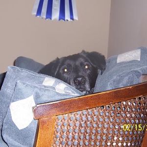 Jazz peeking out from her comfy chair