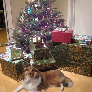 Christmas picture 2009