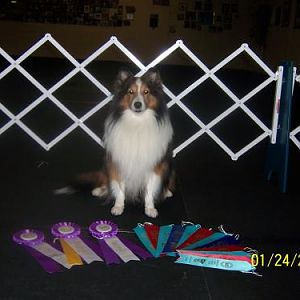 Justice's bling from his last UKC obedience show