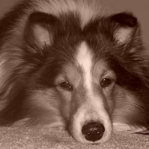 My sweet sheltie boy