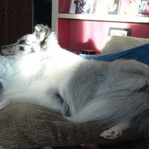 Ember napping inthe sun