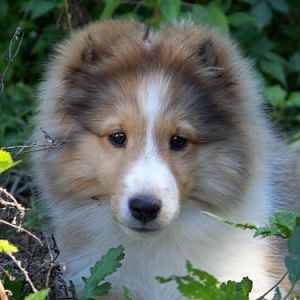 Tansy 14wks