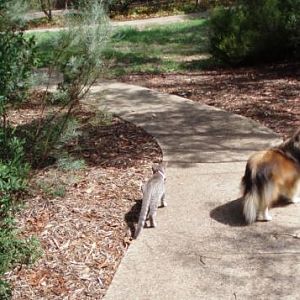 Tully and her pet kitten out for a walk