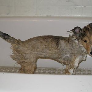 Wet Ginny or drown rat?