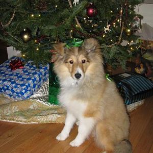 Ginny at Christmas, 6 Months