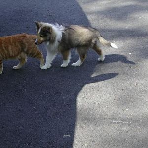 Abby loves the cat