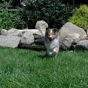Run Abby Run