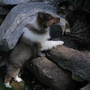Abby loves the cat
