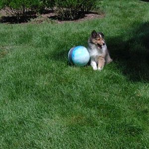 Abby loves her ball