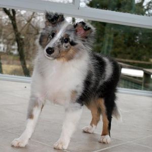 Dandie at 16 weeks