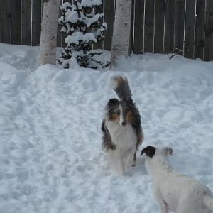 **And the great white sheep defends the fortress from the evil Queen of the winter.