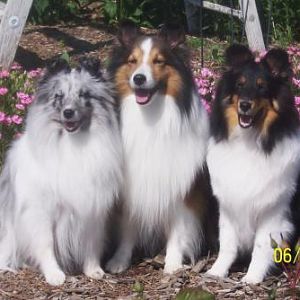 Ember, Justice and Diva summer of 2009