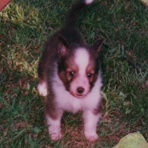 Justice 5wks-he was darker here than at 10 wks