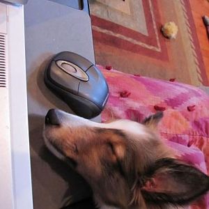 sleeping with mouse