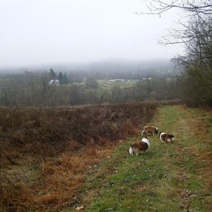 Shelties in the Mist