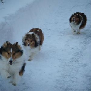 Beckon, Layla and Annie Racing in the Snow