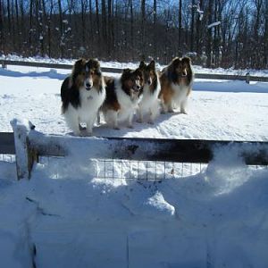 The Nattering Springs Gang