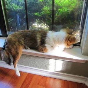 in the window watching ant