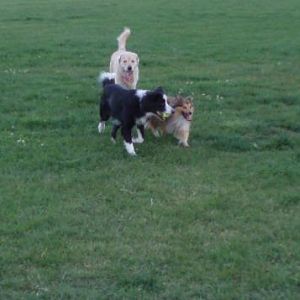 Tully playing ball with a couple of her best buddies - Melba and Minh.  Melba the BC and Tully have this little team arrangement where Melba never bri