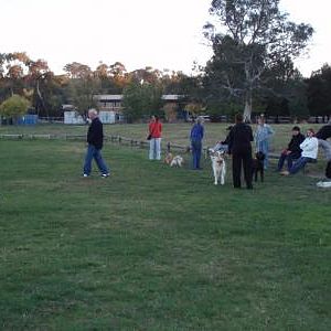 With some of our buddies playing at the oval.  Great exercise for the dogs, great socialising for the owners.