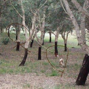 Roo Herding, Sheltie style (at the Cork Plantation)
Who said roos can't be herded!