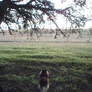 Tully watching the sheep at 'Tully Farm'.
