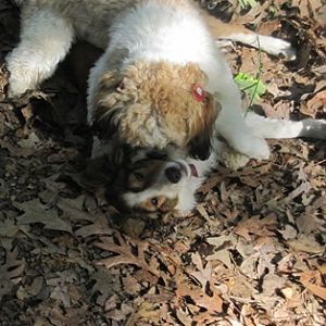 puppy love