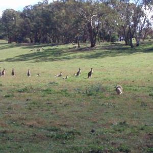 Deska proving he can still beat Tully in a race to the roos, dodgy elbows or not