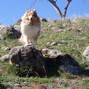 Deska's favourite Sheltie pose
Perched on a rock on a mountain "wuth tha wind in ma furr"