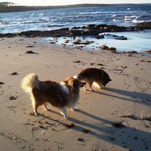 First time ever at a beach!

Manage to catch this in between the crazy wave barking.