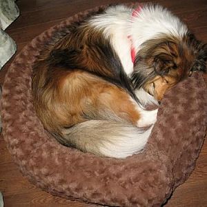 Sadie LOVES her bed
