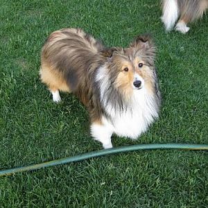Little Squirt Ginny after playing with the hose