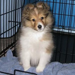 10 Weeks Old