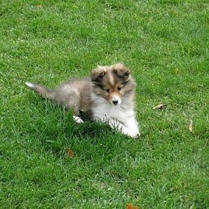 9  Weeks Old