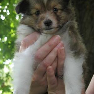 5 1/2 Weeks Old