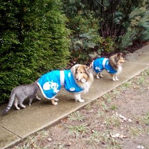Don't care if its raining or frost - a sheltie (and kitten) must get its walk!