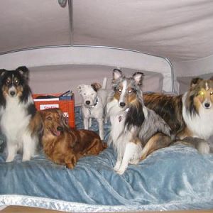 Mommy, can I have some friends over?? (from left to right: DeDe, Aley, Darby, Deja, Ginger)