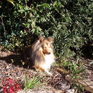 Tully sun bathing in the winter solstice sun.