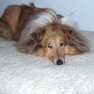 Tired after a day of spinning, barking and being bathed.

And still looking cute.