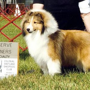 Tansy, Rabbit Run Fun and Games, at 11 months wins Reserve Winners Bitch at the Colonial SS Club specialty.