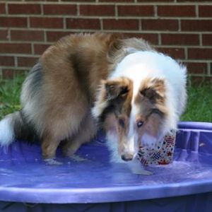 Cranberry_Shetland Water Dog