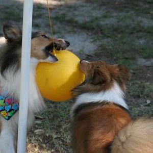 Tetherball puppies
